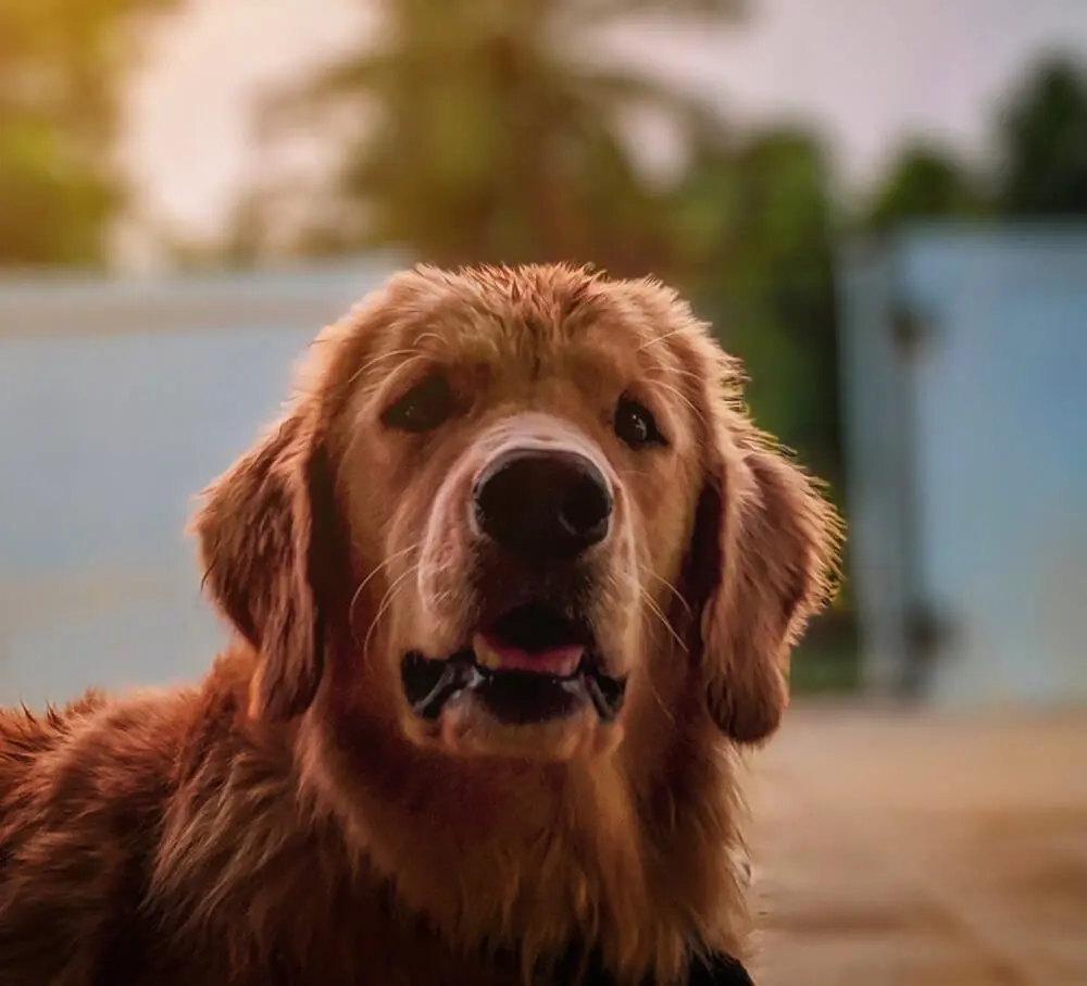 A close up of a dog 's face with trees in the background