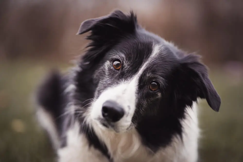 A black and white dog with brown eyes looking at the camera.