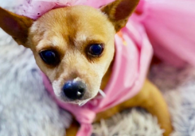 A small dog wearing a pink dress and a tiara.