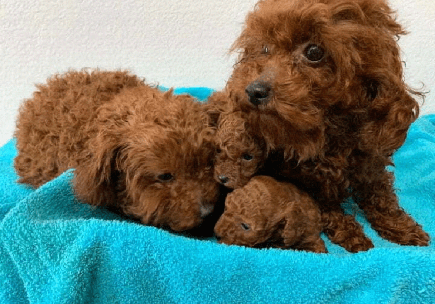 A brown dog laying on top of a blue blanket.