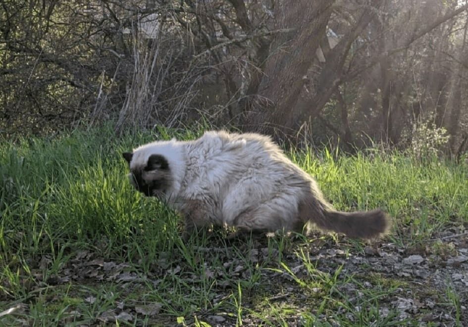 A cat is standing in the grass near some trees.